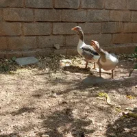 دو عدد غاز