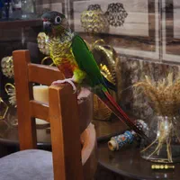 گرین چیک نر شاه تخم  رقاص پروازی رام سخنگو|پرنده|شیراز, شهرک امام حسن|دیوار