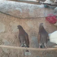 کبوتر|پرنده|شباب, |دیوار