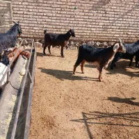 فروش بز کهره دار جوان|حیوانات مزرعه|مرودشت, رامجرد یک|دیوار