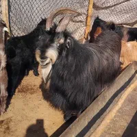 پازن بزری جوان