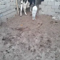 گاو گوساله نر|حیوانات مزرعه|بهبهان, |دیوار