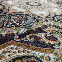 به خاطر جانداشتن در منزل|پرنده|نسیمشهر, |دیوار