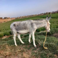 الاغ خر|حیوانات مزرعه|اصفهان, کوی راه حق|دیوار