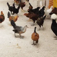 مرغ وخروس 4 ماهه جوان وگوشتی