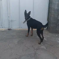 سگ ژرمن چهارچشم|سگ|جیرفت, |دیوار