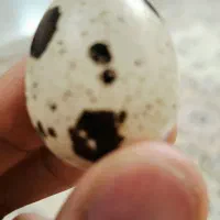 تخم بلدرچین