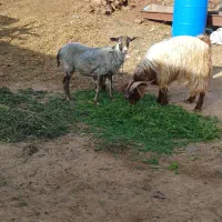 گوسفند وبز