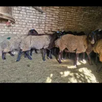 میش|حیوانات مزرعه|شراء, |دیوار