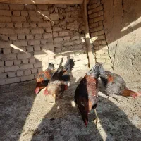 فروش مرغ خروس|حیوانات مزرعه|دشتابی, |دیوار