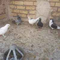 ۴کبوتر درجه یک پرشی|پرنده|قوچان, |دیوار