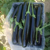 نیازمند سرمایه با ضمانت معتبر