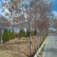 حرس درختان و گلها