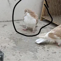 ساده زرد پرتقالی جوجه نر