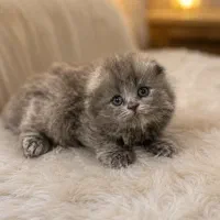 گربه نژاد دار