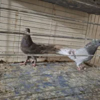 ۴جفت کبوتر پرشی|پرنده|یزد, |دیوار