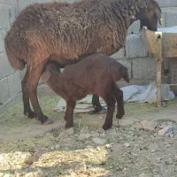 گوسفند میش افشاری هترو دوقولوزا زایده