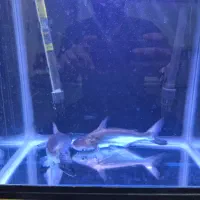 پنکوسی شکاری ۲۰ سانتی