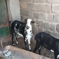 یه جفت بز صلاله یاآهویی یه ساله