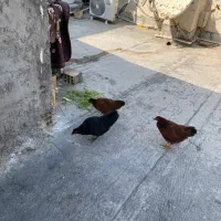 مرغ محلی ۳ عدد|حیوانات مزرعه|بندرعباس, |دیوار