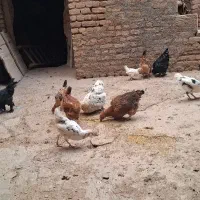 مرغ|حیوانات مزرعه|صوفیان, |دیوار