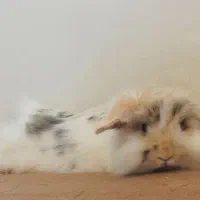 حیوان خانگی خرگوش