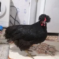 مرغ|حیوانات مزرعه|جوانرود, |دیوار