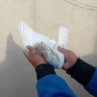 کفتر کبوتر پرشی|پرنده|تهران, وصفنارد|دیوار