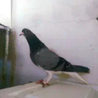 ماده خرقه