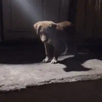 توله سگ ماده|سگ|کیاشهر, |دیوار