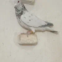 کفتر پلاکی|پرنده|شیراز, سلطان آباد|دیوار