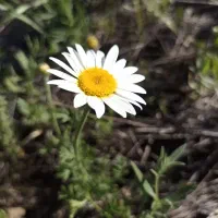 گل های روبیکا