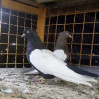 کبوتر سینه ای