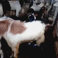 پاچن بزرگ|حیوانات مزرعه|نیک شهر, |دیوار