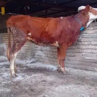 گاو قربانی سیمینتال ۴دندان شقه دار و کلفت گوساله