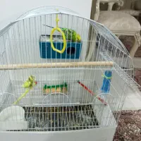 یک جفت مرغ عشق با قفس|پرنده|تهران, تختی|دیوار