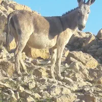 فروش یک ماده خر3سال جوان