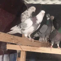 کفتر آسمان دیده|پرنده|اسلامشهر, باغ فیض|دیوار