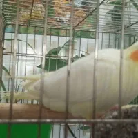 عروس هلندی نر
