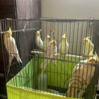 عروس هلندی لوتینو|پرنده|تهران, هفت چنار|دیوار