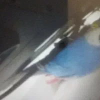 مرغ عشق گم شده