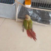 طوطی گرین چیک|پرنده|میناب, |دیوار