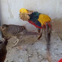 جفت مرغ زینتی بلژیکی و لیمویی بالغ