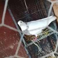 کبوتر طوقی اصیل