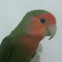 کوتوله گمشده