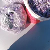 گل زعفران تربت