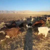 ۱۹راس بزغاله نر|حیوانات مزرعه|کرمانشاه, |دیوار