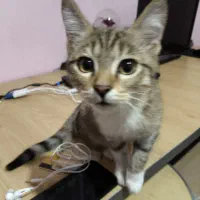 واگذاری رایگان ۴تا به گربه ۴ماهه