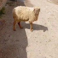 بره ماده گله گرد بزغاله