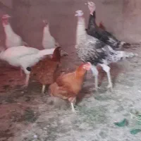 سه عدد بوقلمون نر